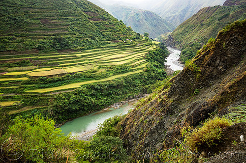 rice terraces in steep valley in the cordillera - chico river (philippines), agriculture, chico river, chico valley, cordillera, landscape, mountain river, mountains, rice fields, rice paddies, rice paddy fields, terrace farming, terraced fields, v-shaped valley