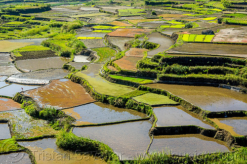 rice terraces near sagada (philippines), agriculture, landscape, rice fields, rice paddies, sagada, terrace farming, terraced fields, valley