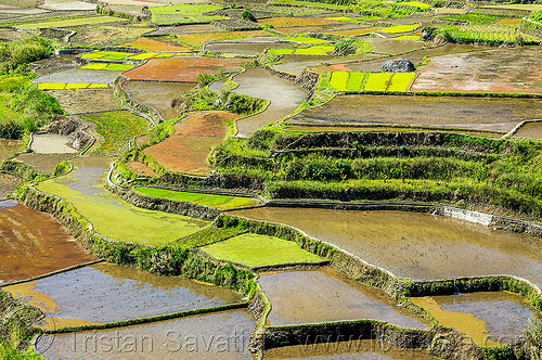 rice terraces near sagada (philippines), agriculture, landscape, rice fields, rice paddies, sagada, terrace farming, terraced fields, valley