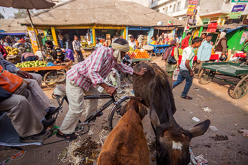 rickshaw driver pushing cow on street (india), cycle rickshaw, load, man, street cows, street market, varanasi
