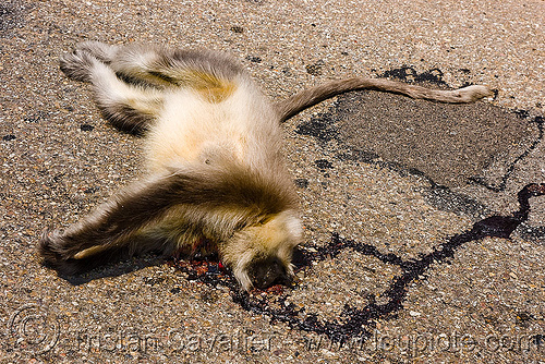 road kill - dead langur monkey, black-faced monkey, blood, carrion, dead, gray langur, kashmir, road kill, semnopithecus entellus, wildlife