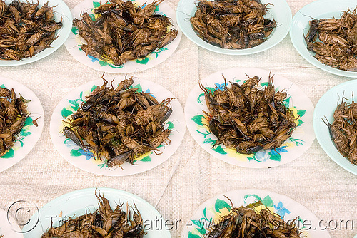 roasted crickets - edible insects - entomophagy (laos), edible bugs, edible insects, entomophagy, food, roasted crickets