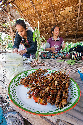 roasted insects as food - have you tried eating bugs? they are delicious! (laos), edible bugs, edible insects, entomophagy, food, hemiptera, heteroptera, roasted insects, tessaratomidae, true bugs