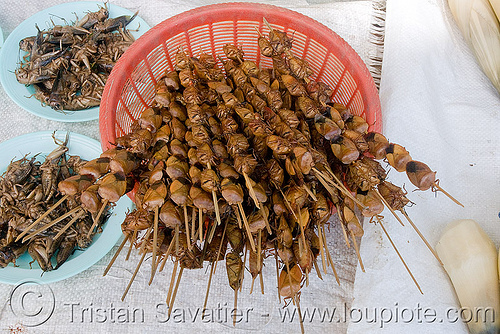 roasted insects on sticks - tessaratomidae, edible bugs, edible insects, entomophagy, hemiptera, heteroptera, roasted insects, tessaratomidae, true bugs