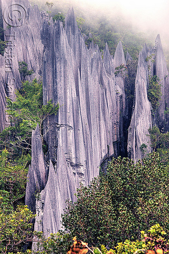 rock blades - mulu pinnacles (borneo), borneo, erosion, geology, gunung mulu national park, jungle, landscape, limestone, malaysia, pinnacles, rain forest, rock