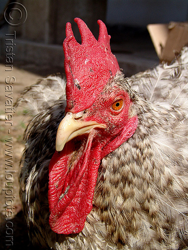 rooster head - wattle, beak, bird, caruncle, chicken, closeup, cockbird, cockscomb, head, headshot, poultry, red, rooster, wattle