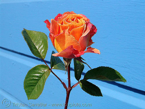 rose flower - orange color, blue, flower, leaves, orange color, plants, rose, wild