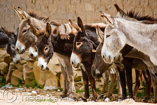 row of donkeys (bolivia), asinus, bolivia, donkeys, equus, heads, row, tarabuco, working animals