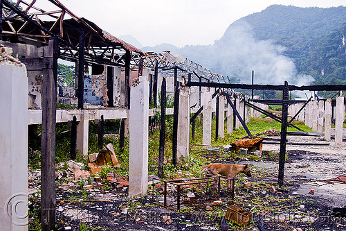ruins of batu bungan longhouse, batu bungan penan, borneo, burned down, columns, concrete, debris, destroyed, destruction, dog, gunung mulu national park, houses, longhouse, malaysia, pillars, ruins, village