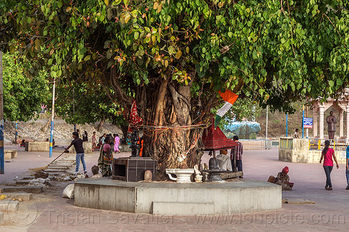 sacred banyan tree on the triveni ghat - rishikesh (india), banyan tree, ghats, hinduism, rishikesh, sacred tree, triveni ghat, trunk