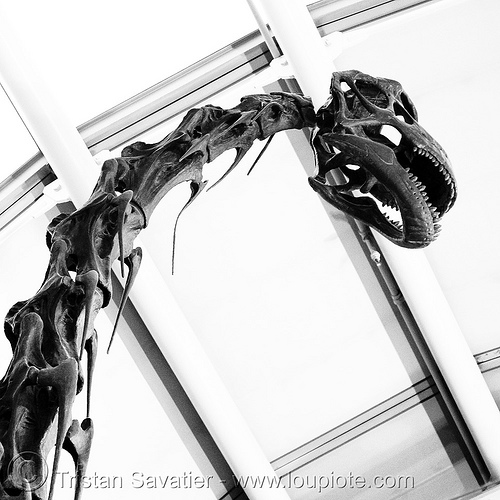 sauropod dinosaur skeleton - neck and head - chicago o'hare international airport, airport lobby, altithorax, brachiosaurus, chicago, dinosaur, fossil, o'hare, ord, sauropod, skeleton