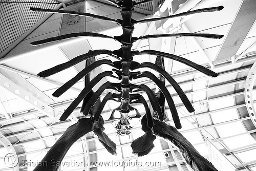 sauropod dinosaur skeleton - spine and ribs - chicago o'hare international airport, airport lobby, altithorax, brachiosaurus, chicago, dinosaur, fossil, o'hare, ord, sauropod, skeleton