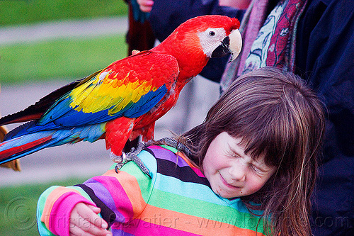 scarlet macaw parrot, ara macao, bird, child, colorful, kid, little girl, parrot, psittacidae, red, scarlet macaw