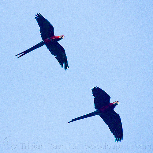 scarlet macaw parrots flying, ara macao, birds, flying, parrots, psittacidae, scarlet macaw