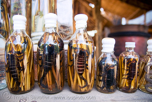 scorpion wine bottles - laos, alcohol, lao-lao, liquor, luang prabang, pak ou caves temples, rice wine, scorpion wine, scorpions, vodka, whisky village