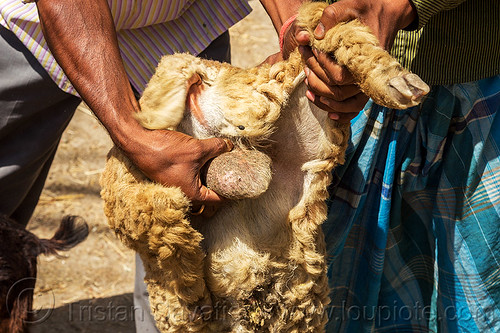 sheep balls (india), cattle market, farmer, hand, sheep, up-side-down, west bengal