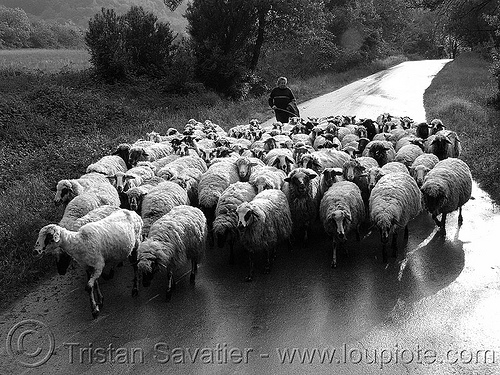 sheep herd on road (bulgaria), backlight, flock, herd, herding, road, sheep, shepard