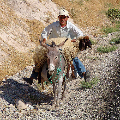 shepherd with injured sheep on donkey, asinus, donkey, equus, kurdistan, man, riding, sheep, shepherd, working animal