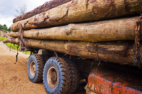 side view of logging truck, borneo, deforestation, environment, logging camp, malaysia, road, tree logging, tree logs, tree trunks