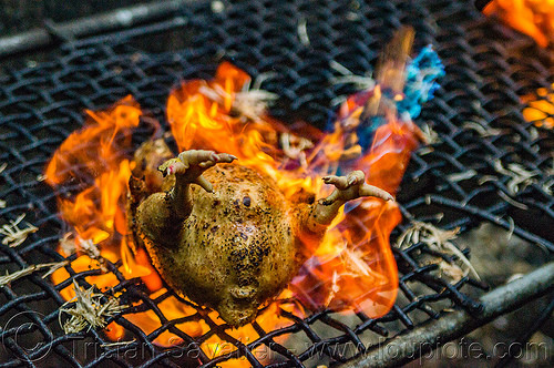 singeing chicken - preparing pinikpikan (philippines), baguio, burned, burning, chicken, fire, grilled, pinikpikan, poultry, singed, singeing, slaughtering