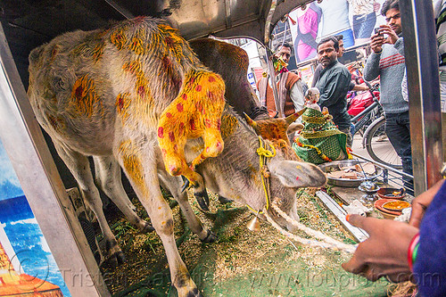 six legged cow (india), baby cow, calf, cellphone, holy cow, men, mobile phone, offerings, painted, polymelia, taking photos, varanasi