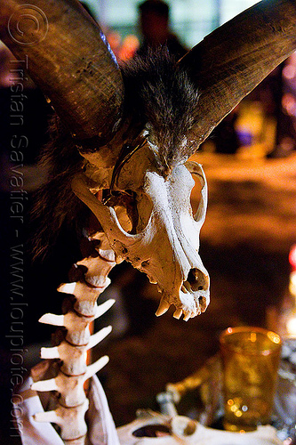 skeleton of mythical animal, day of the dead, dia de los muertos, dog skull, halloween, night, ram horns, skeleton, spine