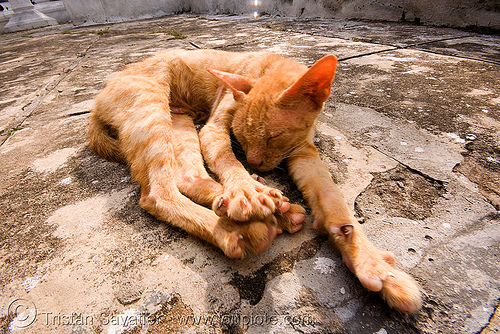 skinny stray cat stretching, ears, ginger cat, kitten, luang prabang, paws, skinny, stray cat, stretching, tabby cat