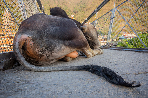 sleeping bull (india), laxman jhula bridge, laying down, rishikesh, sleeping bull, street cow, tail