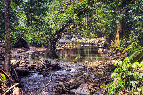small river in the jungle, borneo, gunung mulu national park, jungle, malaysia, melinau river, rain forest, sungai melinau