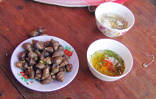snail snack - vietnam, cat ba island, cát bà, delicacy, dishes, food, plate, safety pins, snails