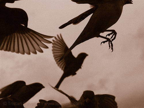 sparrows flying (paris), backlight, claws, feathers, feet, flying, moineau, moineaux, moving, piafs, sepia, sparrows, sépia, wild birds, wildlife