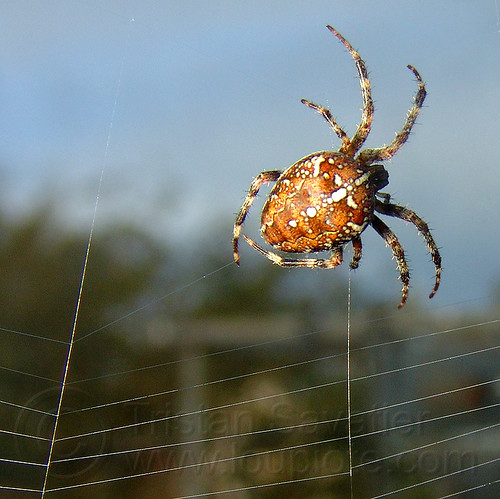 spider building its web, araneidae, araneus diadematus, building, cross spider, european garden spider, spider web, wildlife