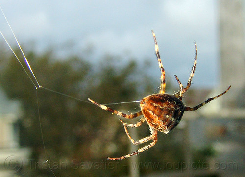 spider building its web (san francisco), araneidae, araneus diadematus, building, cross spider, european garden spider, spider web, wildlife