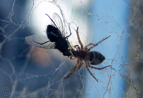 spider eating fly, carnivorous, dead, eating, fly, insect, lunch, predator, prey, spider web, wildlife