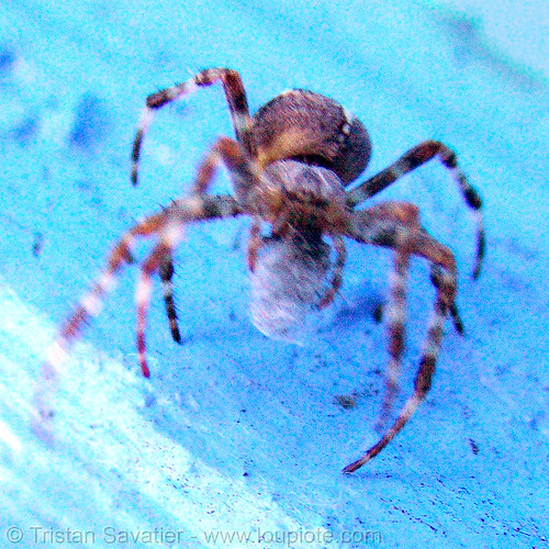 spider holding web ball, blue, spider, web ball, wildlife