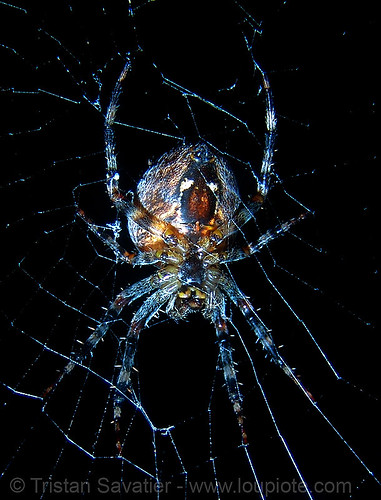 spider (san francisco), araneidae, araneus diadematus, cross spider, european garden spider, flash, night, spider web, wildlife