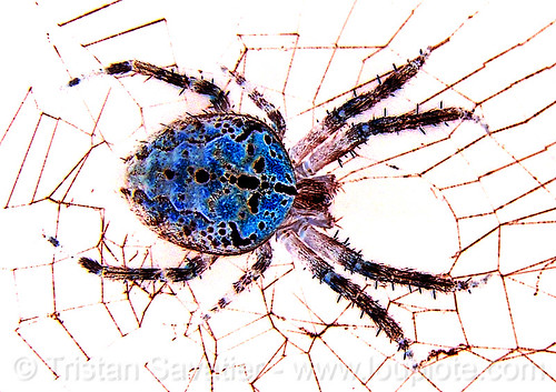 spider (san francisco), araneidae, araneus diadematus, blue, cross spider, european garden spider, flash, negative image, night, spider web, wildlife