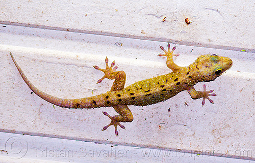 spotted house gecko - gekko monarchus (borneo), borneo, gekko monarchus, gunung mulu national park, lizard, malaysia, spotted house gecko, wildlife