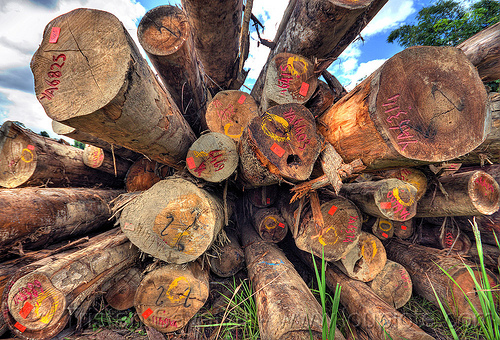 stack of tree logs (borneo), borneo, deforestation, environment, logging camp, malaysia, tree logging, tree logs, tree trunks, vanishing point