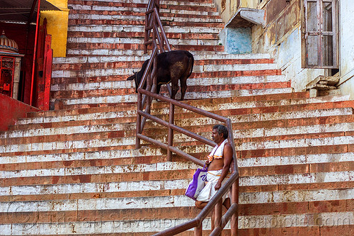 steep street with stairs in varanasi (india), man, stairs, steep, steps, street cow, varanasi