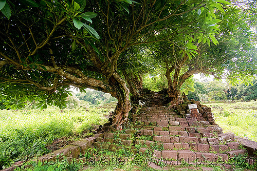 stone stairs ruin and trees - wat phu champasak (laos), hindu temple, hinduism, khmer temple, ruins, stone stairs, trees, wat phu champasak