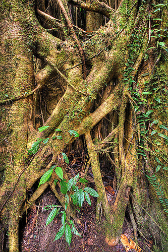 strangler fig tree - ficus, borneo, climbing plants, creeper plants, ficus, gunung mulu national park, jungle, malaysia, rain forest, strangler fig, tree roots, tree trunk