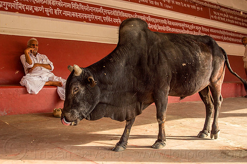 street bull - rishikesh (india), bull, man, rishikesh, street cow