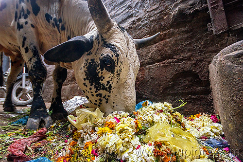street cow eating trash (india), bull, eating, flowers, garbage, single use plastics, street cow, trash, varanasi