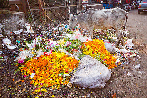 street cow looking for food in trash, environment, flower offerings, flowers, garbage, lucknow, marigold, plastic trash, pollution, single use plastics, street cow