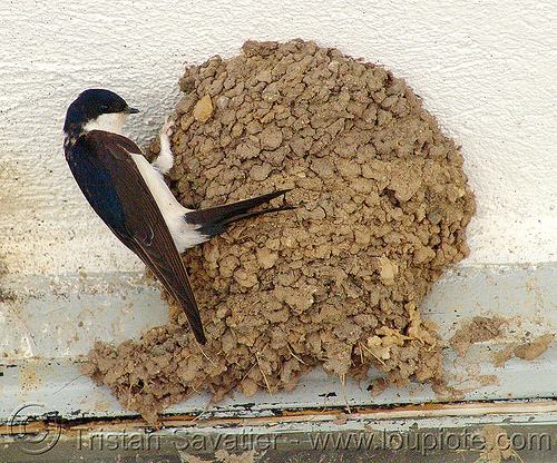 swallow bird and nest, nest, swallow, wild bird, wildlife
