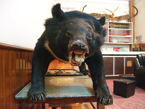 taxidermied bear - vietnam, bear, dead, son la, sơn la, taxidermy, wildlife