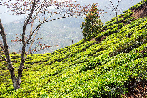tea plantation on hill near darjeeling (india), agriculture, farming, tea plantation, trees, west bengal