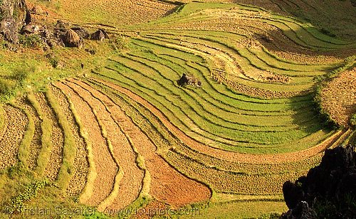 terrace farming - between tám sơn and yên minh - vietnam, agriculture, landscape, rice fields, rice paddies, terrace farming, terraced fields