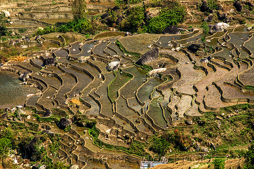 terrace farming - paddy fields (nepal), agriculture, landscape, rice fields, rice paddies, terrace farming, terraced fields
